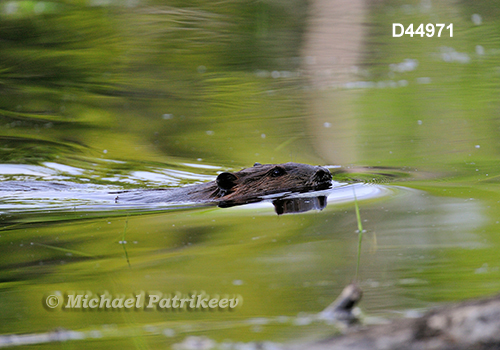 North American Beaver (Castor canadensis)